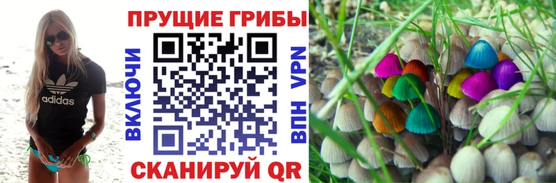 Псилоцибиновые грибы GOLDEN TEACHER продажа наркотиков Чегем
